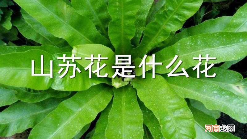 山苏花是什么花