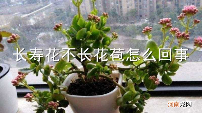 长寿花不长花苞怎么回事