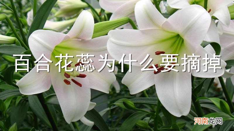 百合花蕊为什么要摘掉