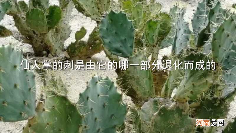 仙人掌的刺是由它的哪一部分退化而成的