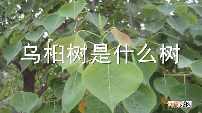 乌桕树是什么树