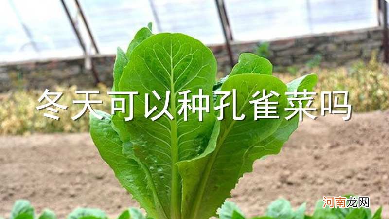 冬天可以种孔雀菜吗