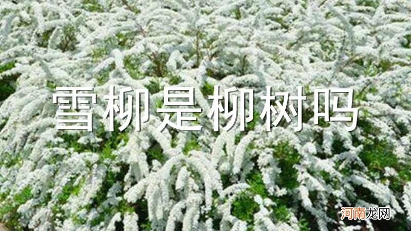 雪柳是柳树吗