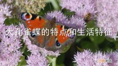 大孔雀蝶的特点和生活特征