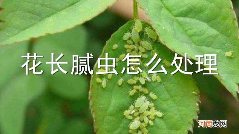 花长腻虫怎么处理