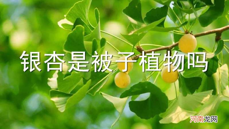 银杏是被子植物吗