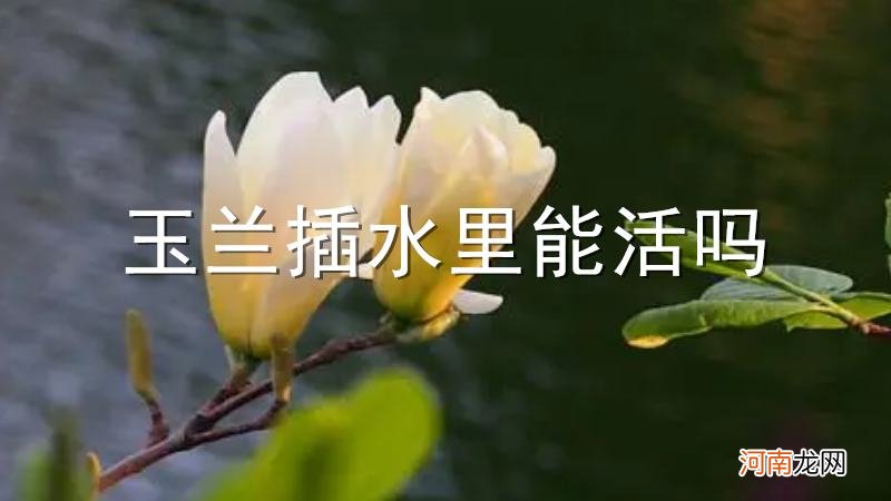 玉兰插水里能活吗