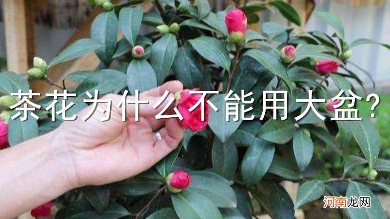 茶花为什么不能用大盆?