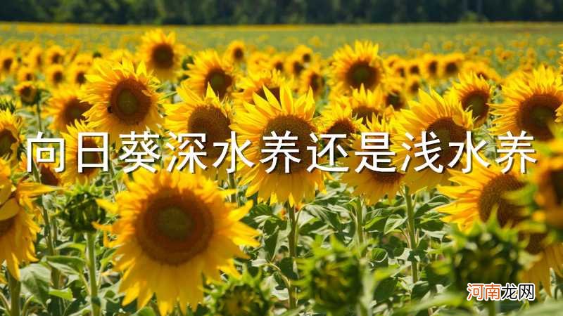 向日葵深水养还是浅水养