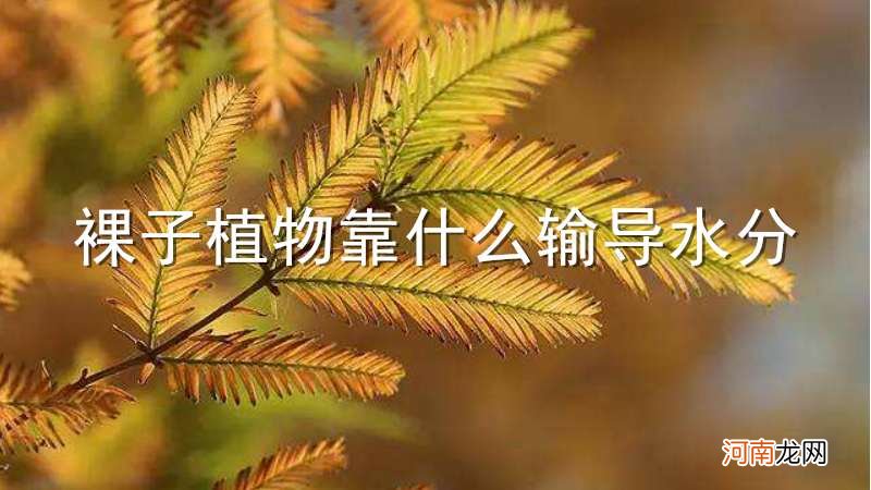 裸子植物靠什么输导水分