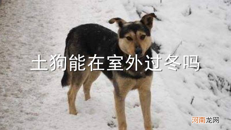 土狗能在室外过冬吗