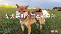 柴犬是哪个国家的品种