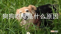 狗狗吃草是什么原因