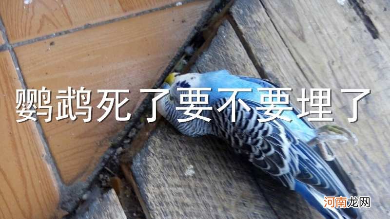 鹦鹉死了要不要埋了