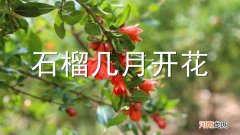 石榴几月开花