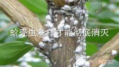 蚧壳虫怎样才能彻底消灭