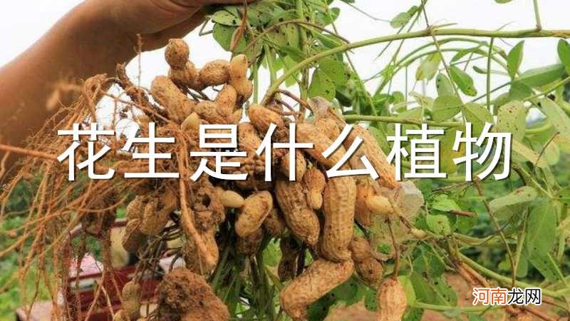 花生是什么植物