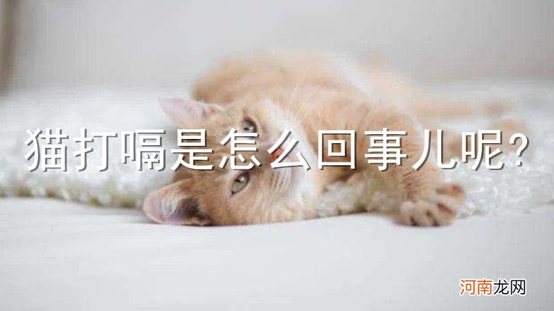 猫打嗝是怎么回事儿呢?