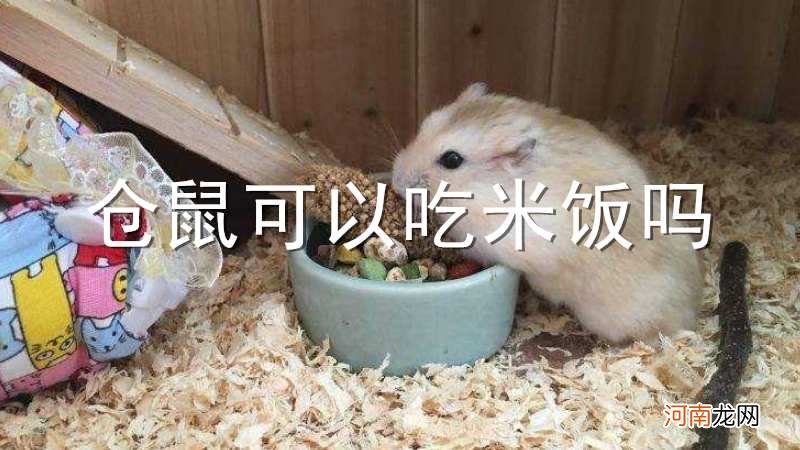 仓鼠可以吃米饭吗