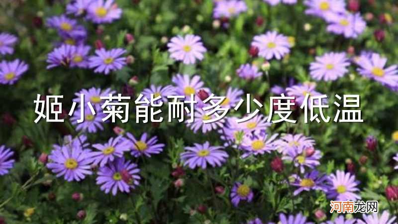 姬小菊能耐多少度低温