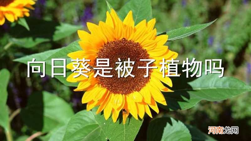 向日葵是被子植物吗