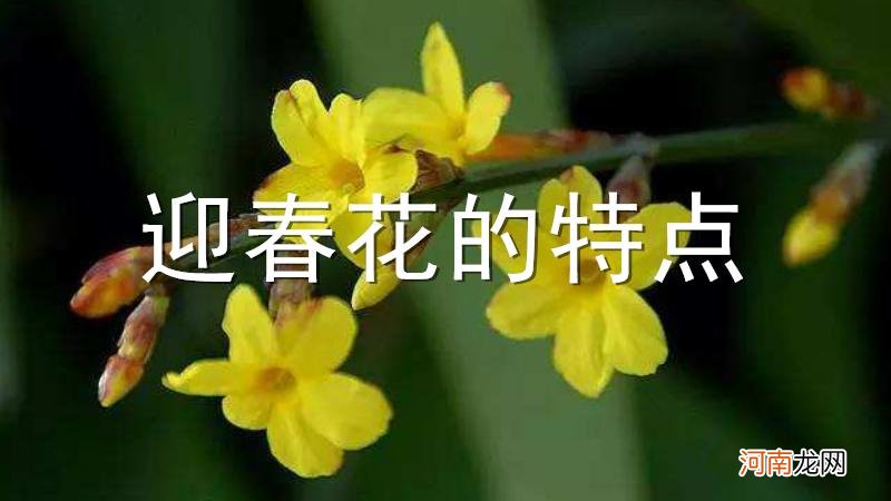 迎春花的特点