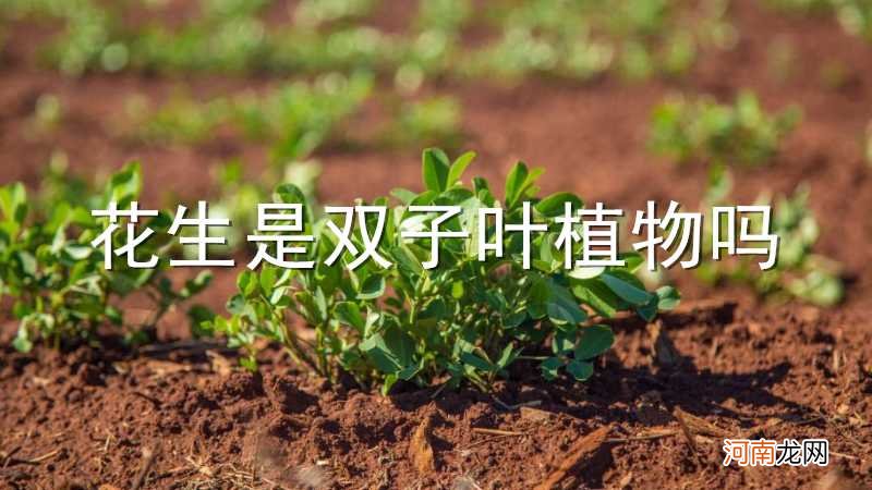 花生是双子叶植物吗