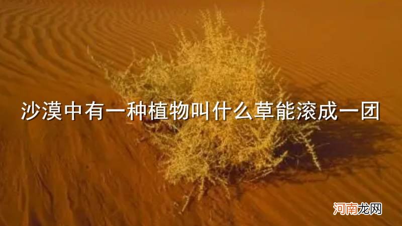 沙漠中有一种植物叫什么草能滚成一团