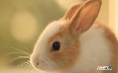 单独一只公兔子要绝育吗