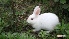 小兔子打喷嚏会自愈吗