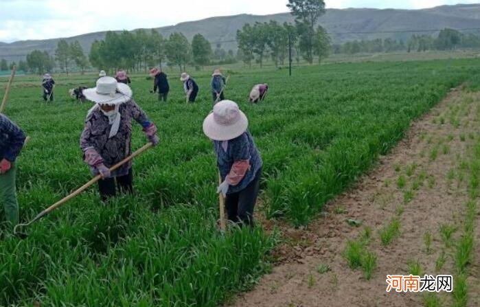 除草什么季节