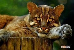 亚洲金猫和豹猫的区别