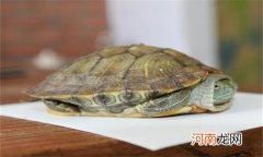 巴西龟属于陆龟还是水龟