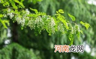 百花蜜和洋槐蜜哪个好优质