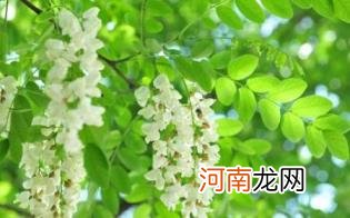 洋槐蜜是土蜂蜜吗优质