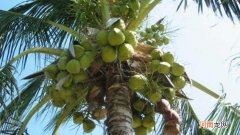 椰子是被子植物还是裸子植物