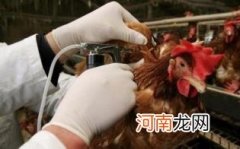 怎样预防禽流感优质