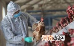 吃鸡肉会不会得禽流感优质