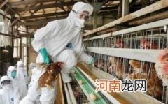 如何预防禽流感呢优质