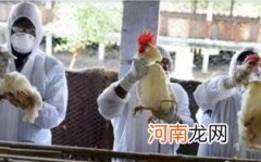 人得了禽流感会传染吗优质