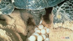 乌龟在哪里产卵