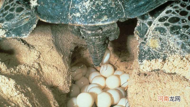 乌龟在哪里产卵