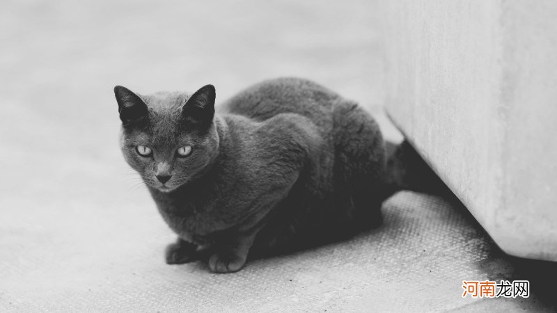 全身灰色的猫是什么品种