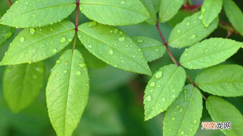 植物睡眠现象