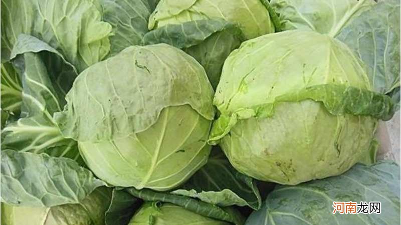 卷心菜网络用语啥意思