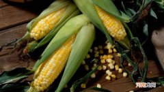 玉米是单子叶植物吗