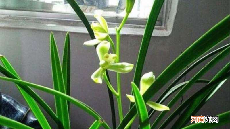铁骨素兰花是什么品种