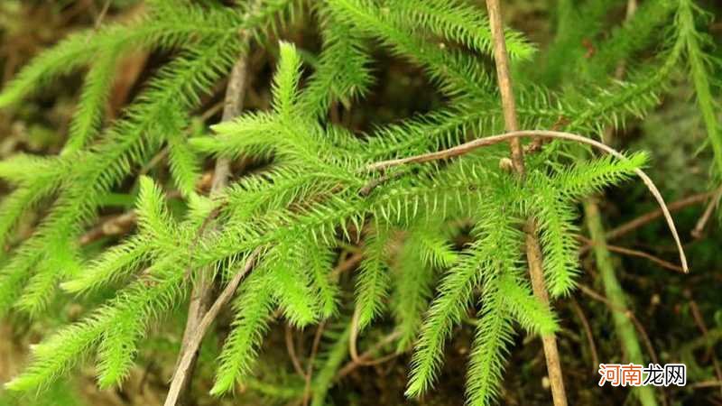 石松是什么植物