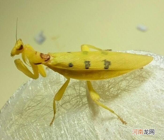 黄色的螳螂是什么品种