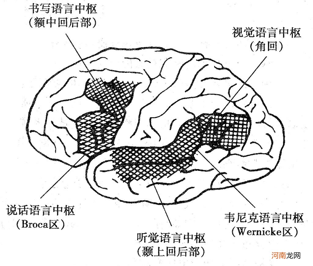 脑科学家揭露孩子不爱阅读的原因，方法对了让孩子拥有“阅读脑”